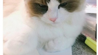 고양이 부위별 반응표