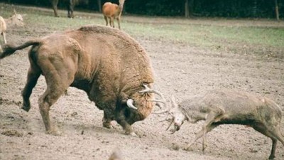 발정난 숫사슴의 최후