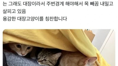 외부인 보고 놀란 고양이들