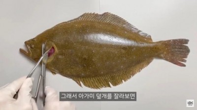 광어 존재의 이유