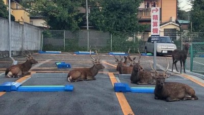 일본 나라시의 사슴 주차장