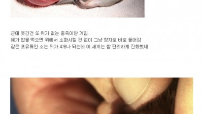 오리너구리 논란