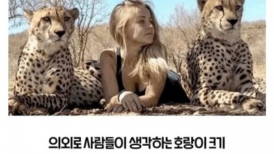 우리가 착각하고 있는 실제 호랑이 크기.jpg