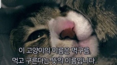 고양이 이름이 먹구름인 이유
