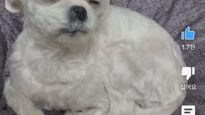 동물졸려 죽겠는데 오줌싸고 자라고 하면 배변패드에 오줌싸는 강아지