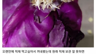 곰팡이 핀 양배추도 씻어서 익혀 먹으면 상관없음