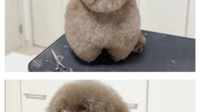 강아지 미용 실패한 견주