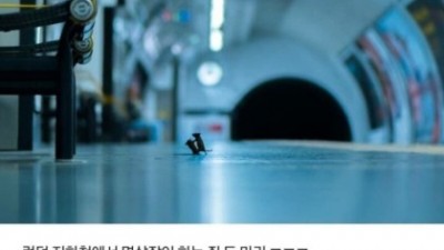 BBC 야생 동물 사진 수상작
