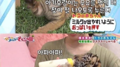 졸귀 아기호랑이