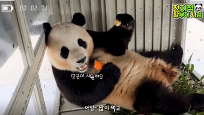 푸바오 중국 가던 날엨ㅋㅋ