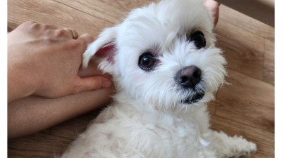 미안해 강쥐야
