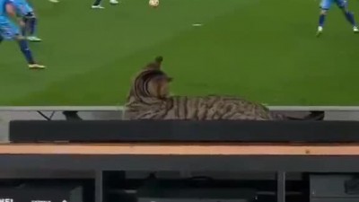 축구보다 갑자기 깜짝 놀라는 고양이.mp4