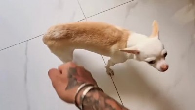 치와와 발작버튼ㅋㅋ