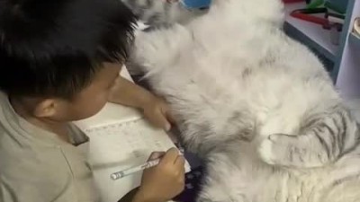 고양이의 재밌는 영상