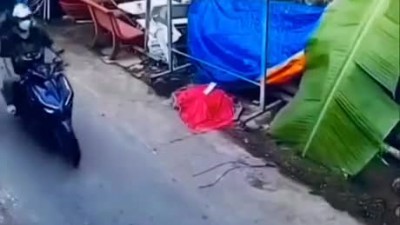 신박한 닭도둑