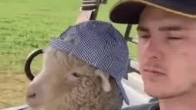 sheep새x야 운전 발로 하냐